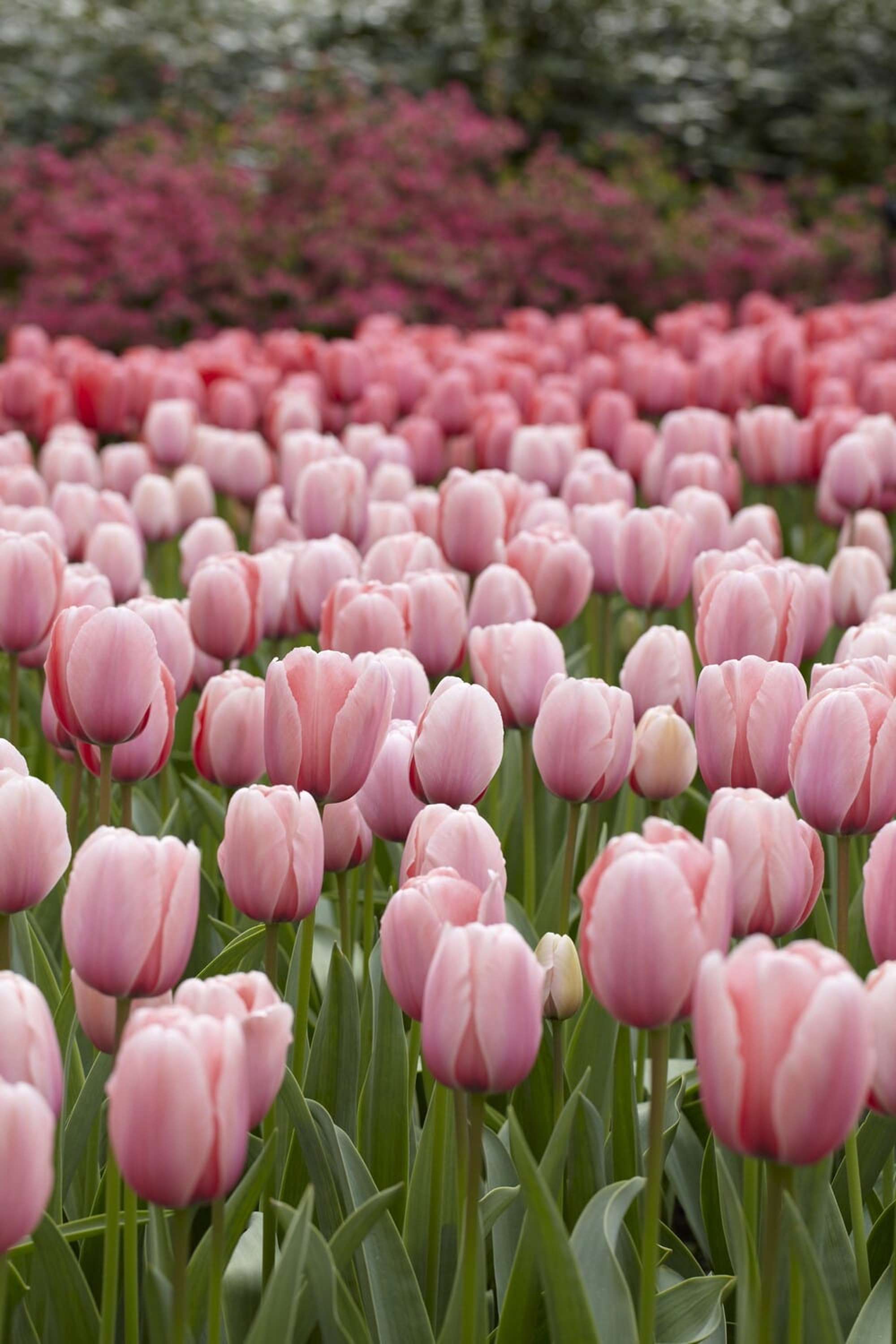 Tulpan 'Salmon Impression'